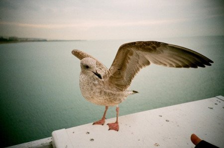 brighton-pier