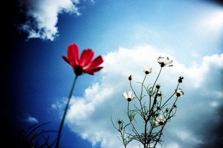 flowers-lomo