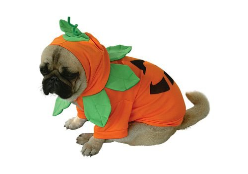 Pumpkin Dog Halloween Costume