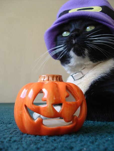 Halloween black cat