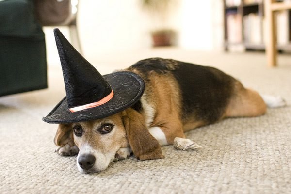 Halloween dog witch