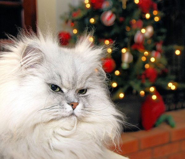 If Santa got my letter