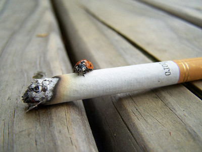 cigarette and ladybug