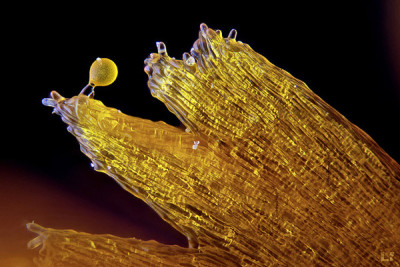 close up pollen