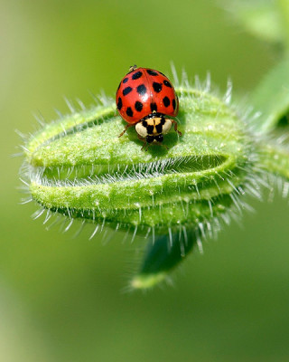 ladybug on cactus