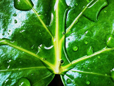 raindrops green leaf
