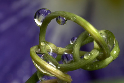 raindrops passion flower