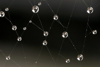 raindrops spider webs