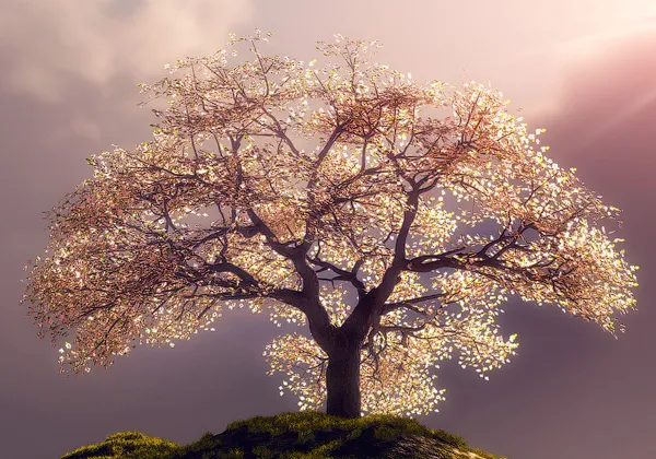 Cherry Blossom 3D Wallpaper