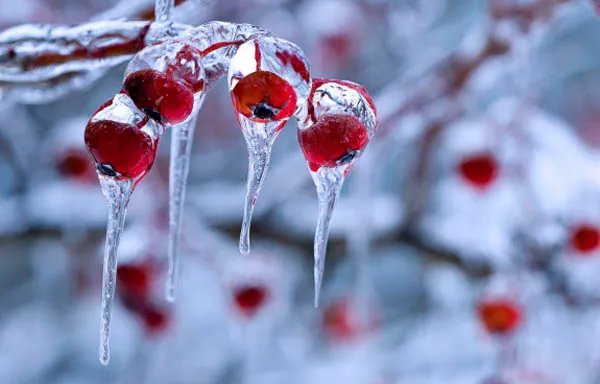 berries abstract