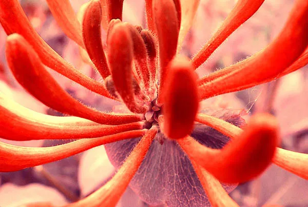 macro flower abstract